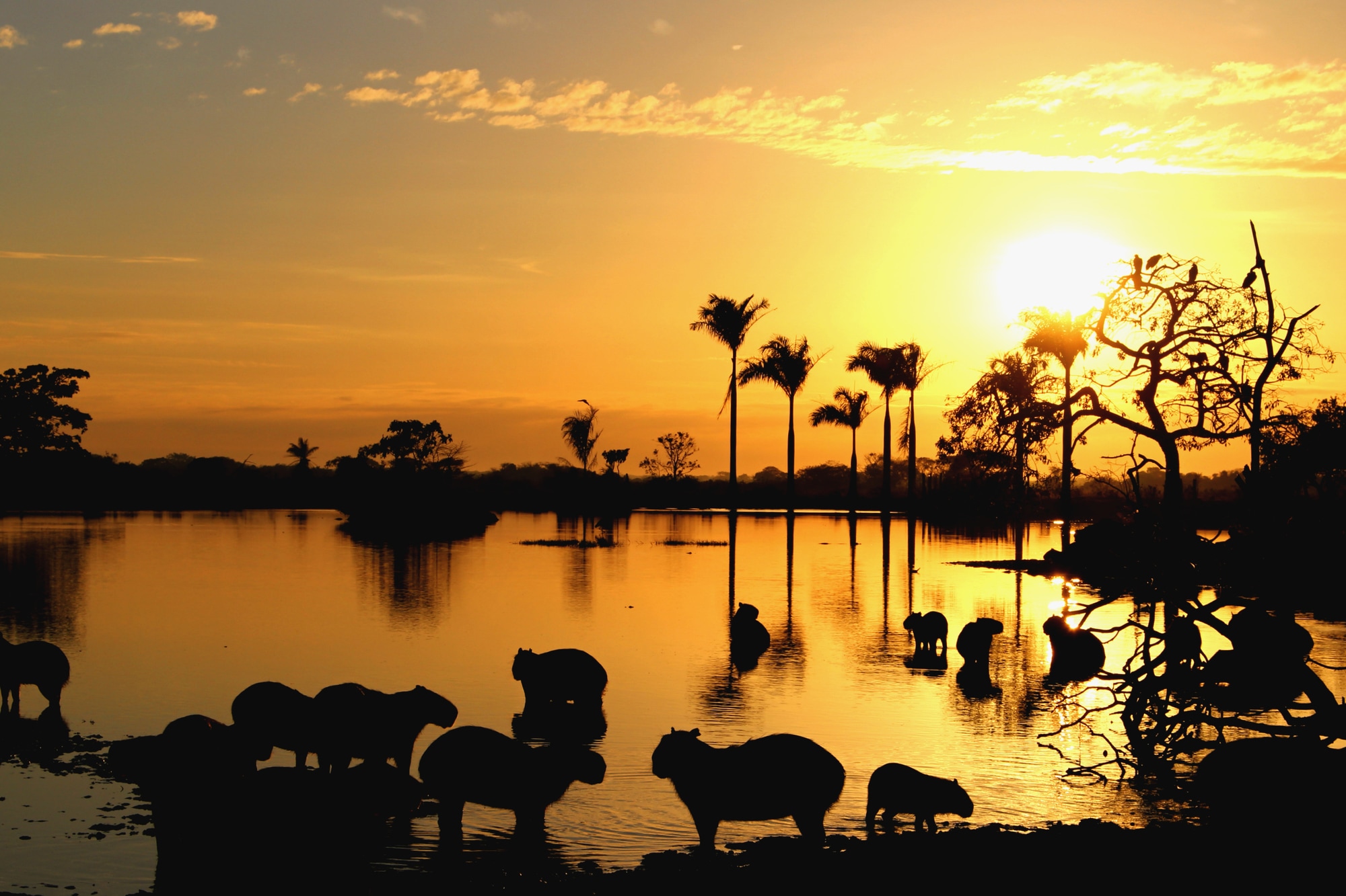 Experience Colombia's Llanos