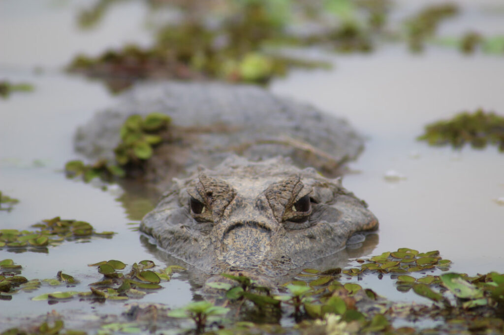 Wildlife Safari Hiking & By Canoe