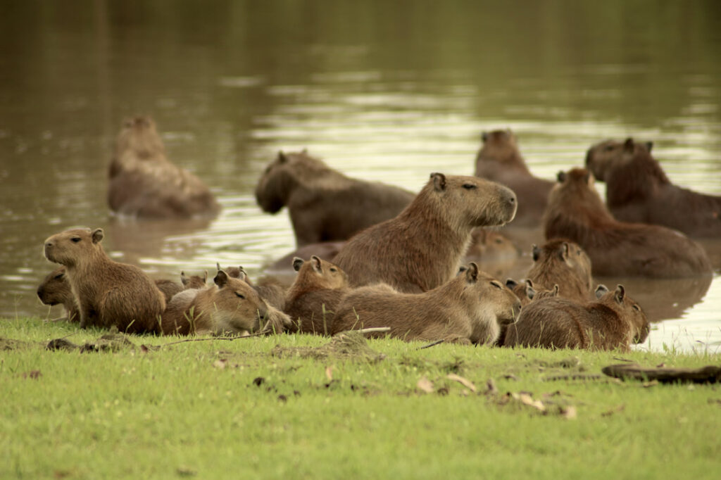 Wildlife Safari By Jeep